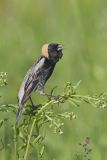 Bobolink, Dolichonyx oryzivorus