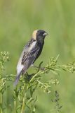 Bobolink, Dolichonyx oryzivorus