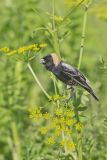 Bobolink, Dolichonyx oryzivorus