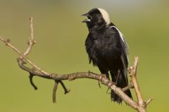 Bobolink, Dolichonyx oryzivorus