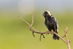 Bobolink, Dolichonyx oryzivorus