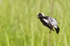 Bobolink, Dolichonyx oryzivorus