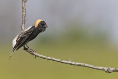 Bobolink, Dolichonyx oryzivorus