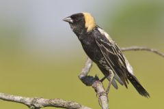 Bobolink, Dolichonyx oryzivorus