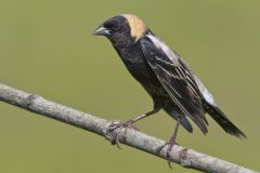 Bobolink, Dolichonyx oryzivorus