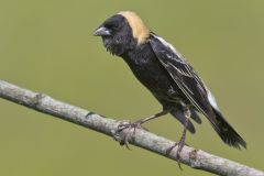 Bobolink, Dolichonyx oryzivorus