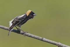 Bobolink, Dolichonyx oryzivorus