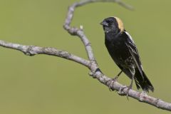 Bobolink, Dolichonyx oryzivorus