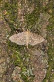 Bold-feathered Grass Moth, Herpetogramma pertextalis