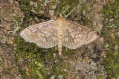 Bold-feathered Grass Moth