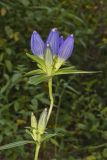 Bottle Gentian, Gentiana andrewsii