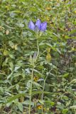 Bottle Gentian, Gentiana andrewsii