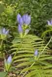 Bottle Gentian, Gentiana andrewsii