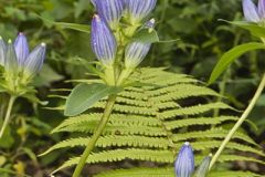 Bottle Gentian