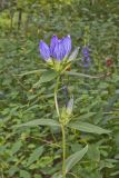 Bottle Gentian, Gentiana andrewsii