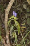 Bottle Gentian, Gentiana andrewsii