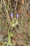 Bottle Gentian, Gentiana andrewsii