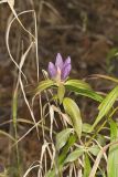 Bottle Gentian, Gentiana andrewsii