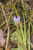 Bottle Gentian, Gentiana andrewsii