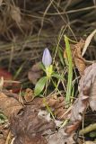 Bottle Gentian, Gentiana andrewsii