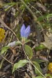 Bottle Gentian, Gentiana andrewsii