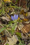 Bottle Gentian, Gentiana andrewsii