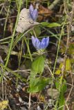 Bottle Gentian, Gentiana andrewsii