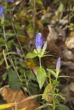 Bottle Gentian, Gentiana andrewsii