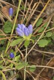 Bottle Gentian, Gentiana andrewsii