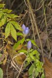 Bottle Gentian, Gentiana andrewsii