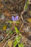 Bottle Gentian, Gentiana andrewsii