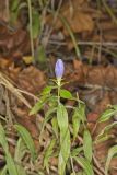 Bottle Gentian, Gentiana andrewsii