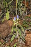 Bottle Gentian, Gentiana andrewsii
