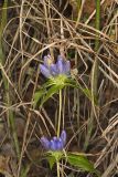 Bottle Gentian, Gentiana andrewsii