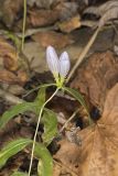 Bottle Gentian, Gentiana andrewsii