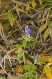 Bottle Gentian, Gentiana andrewsii