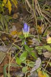 Bottle Gentian, Gentiana andrewsii