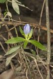 Bottle Gentian, Gentiana andrewsii