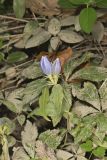 Bottle Gentian, Gentiana andrewsii