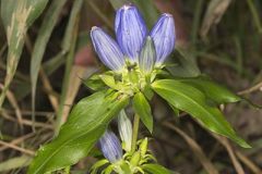 Gentianaceae, Gentian Family