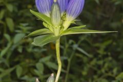 Bottle Gentian, Gentiana andrewsii