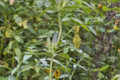 Bottle Gentian, Gentiana andrewsii