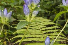 Bottle Gentian, Gentiana andrewsii
