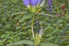 Bottle Gentian, Gentiana andrewsii