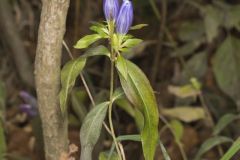 Bottle Gentian, Gentiana andrewsii