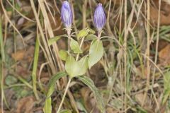 Bottle Gentian, Gentiana andrewsii
