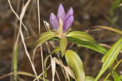 Bottle Gentian, Gentiana andrewsii