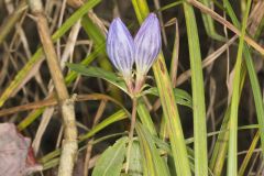 Bottle Gentian, Gentiana andrewsii