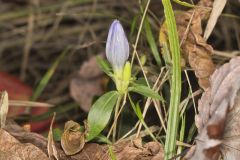 Bottle Gentian, Gentiana andrewsii