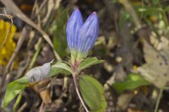 Bottle Gentian, Gentiana andrewsii